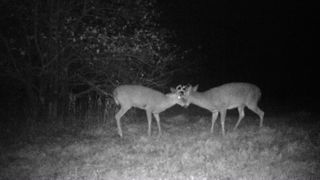 Deer seen via night vision