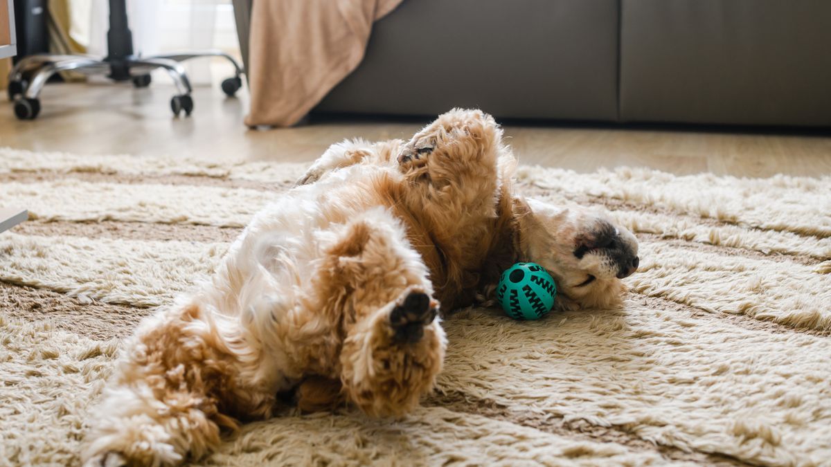 Dog rolling on his back lying on floor in living room next to dog toy.