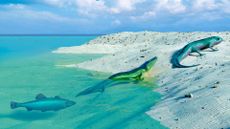 Tetrapod evolution, illustration. We see a fish in the water, followed by a greenish amphibian crawling onto the sandy shore. Next, we see a lizard-like creature walking away.