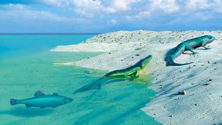 Tetrapod evolution, illustration. We see a fish in the water, followed by a greenish amphibian crawling onto the sandy shore. Next, we see a lizard-like creature walking away.