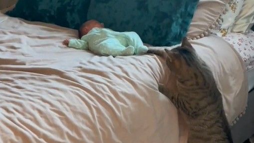 A cat curiously looking at a new born baby lying on a bed