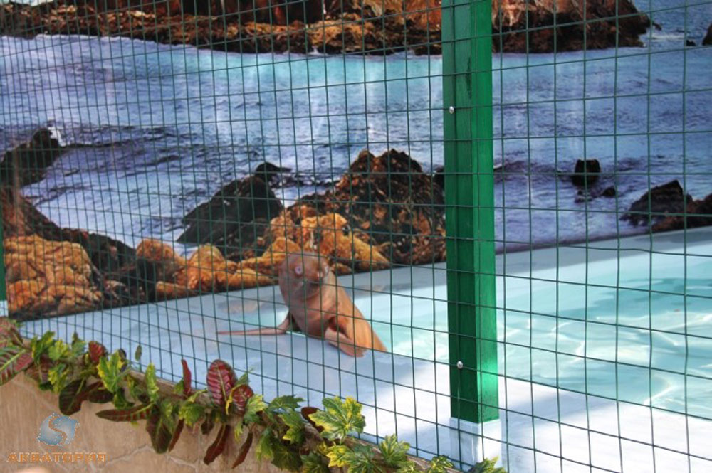Nafanya the albino seal