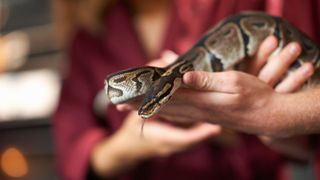 Best exotic pets - Ball Pythons