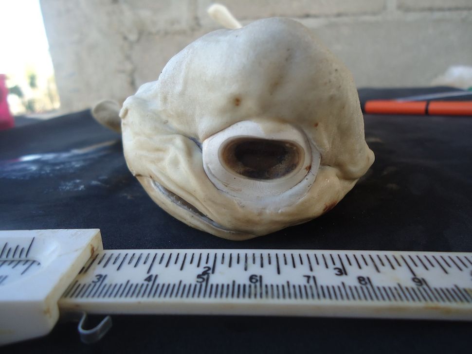 Cyclops of the Sea: Pictures of a One-Eyed Shark | Live Science