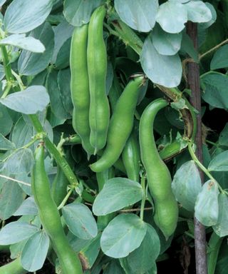 how to grow broad beans: Broad Bean Meteor