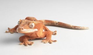 The gecko can scamper across sheer surfaces, even when those surfaces are vertical walls.