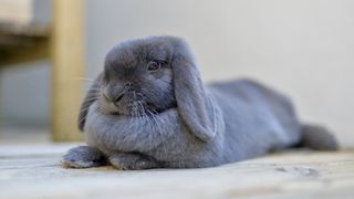 Dwarf mini lop rabbit