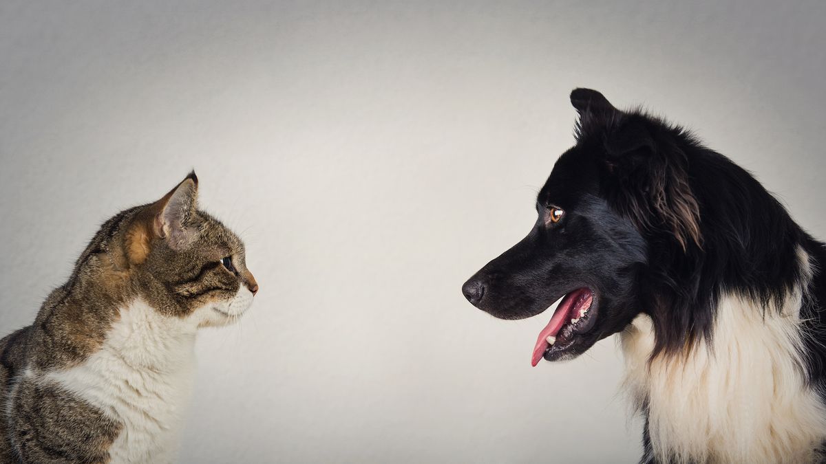 cat and dog staring at each other