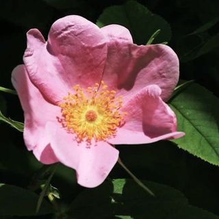 Rosa Virginiana flower