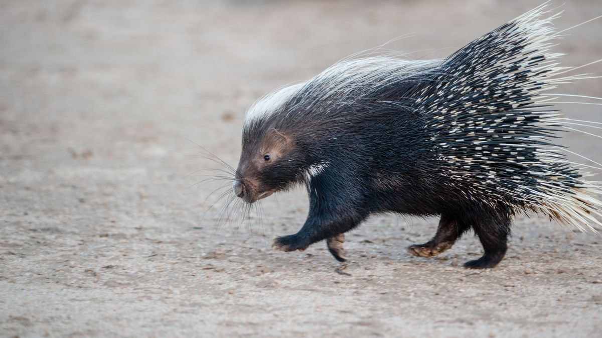 Porcupine quills in dogs what to do if your canine gets quilled Advnture