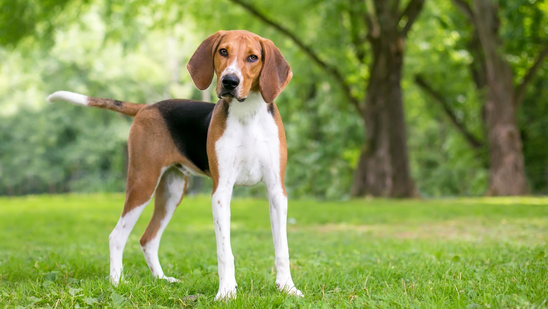 American foxhound standing tilting head