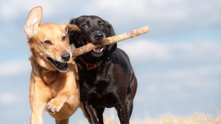 Reactivity in dogs - two dogs carrying a stick at the same time