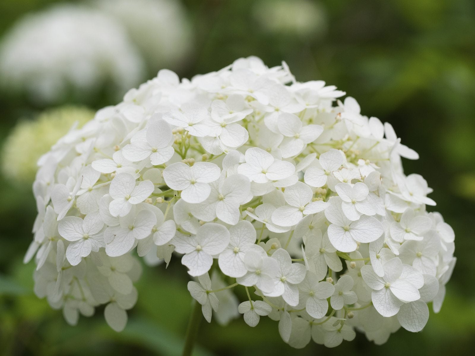 Hydrangeas For Cold Climates Growing Hydrangeas In Zone 4 Gardens