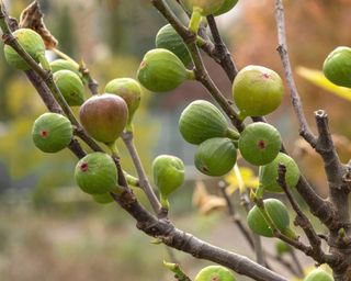 ommon fig, Figtree (Ficus carica 'Brown Turkey', Ficus carica Brown Turkey)