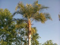 Continuous Auto Focus