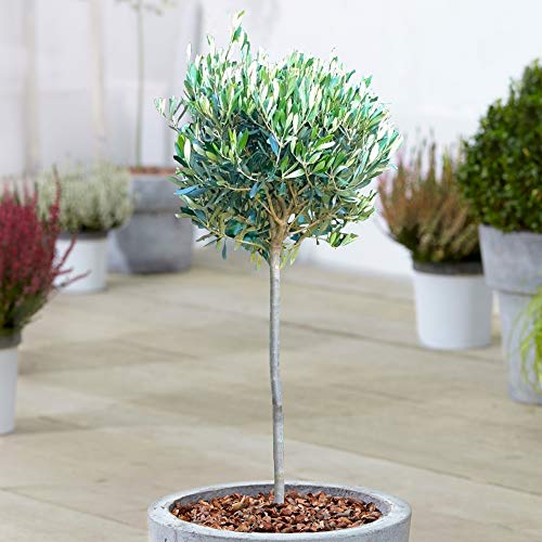Olive 'olea Europa' Tree | Hardy Ornamental Potted Patio Trees for Small Gardens | Bushy Olea Europaea Plant in Pots | 2-3ft (1 Tree)