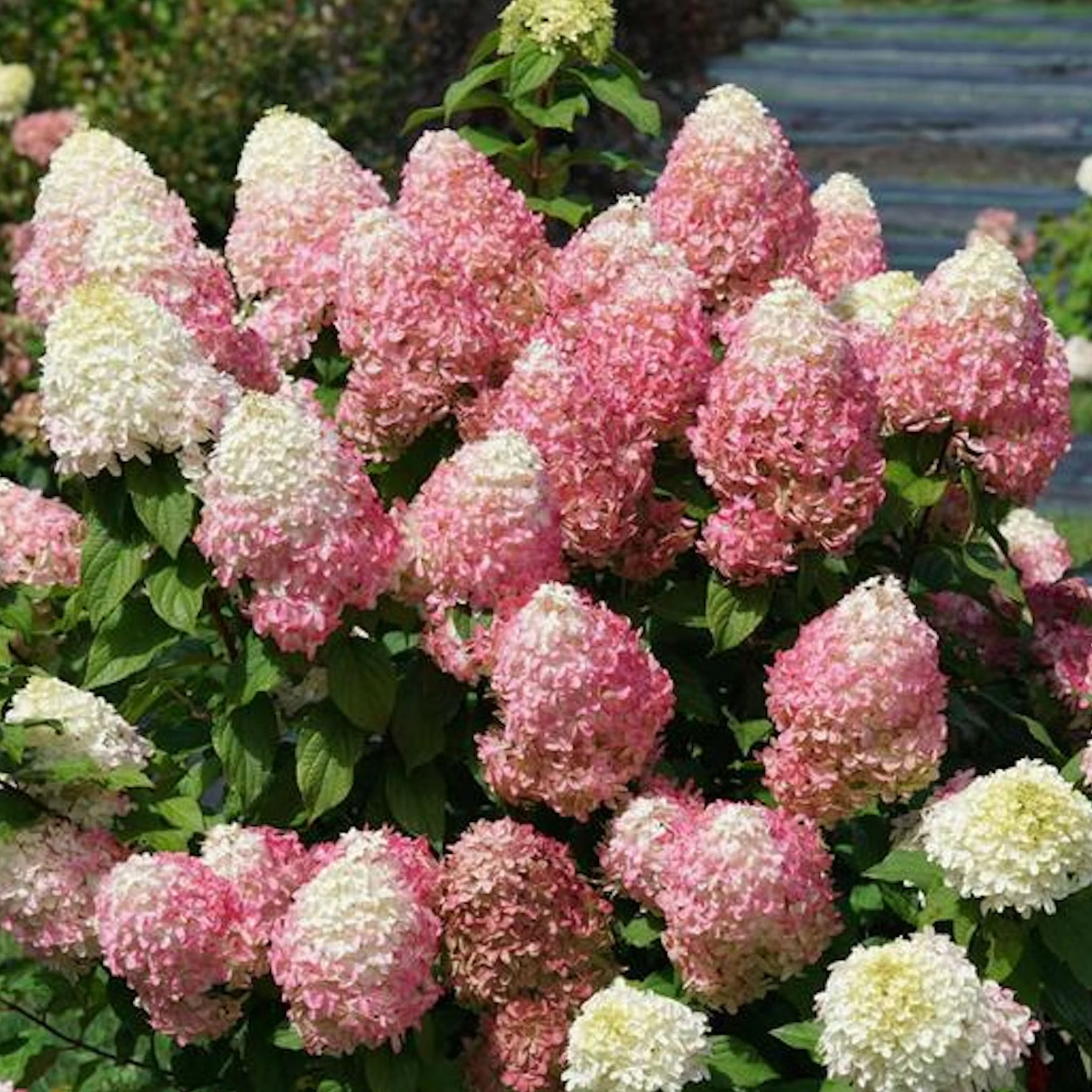 Quick Fire Fab hydrangea in bloom