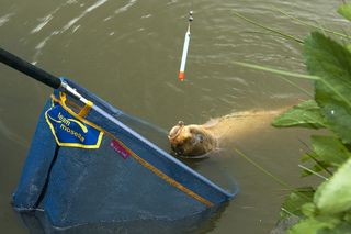 Carp floats - a carp being caught on a pellet waggler