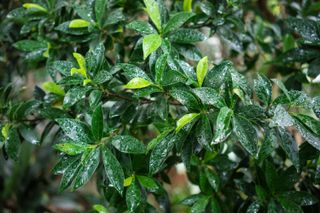 Leaf of laurel fig or chinese fig also known as ficus nitida compacta