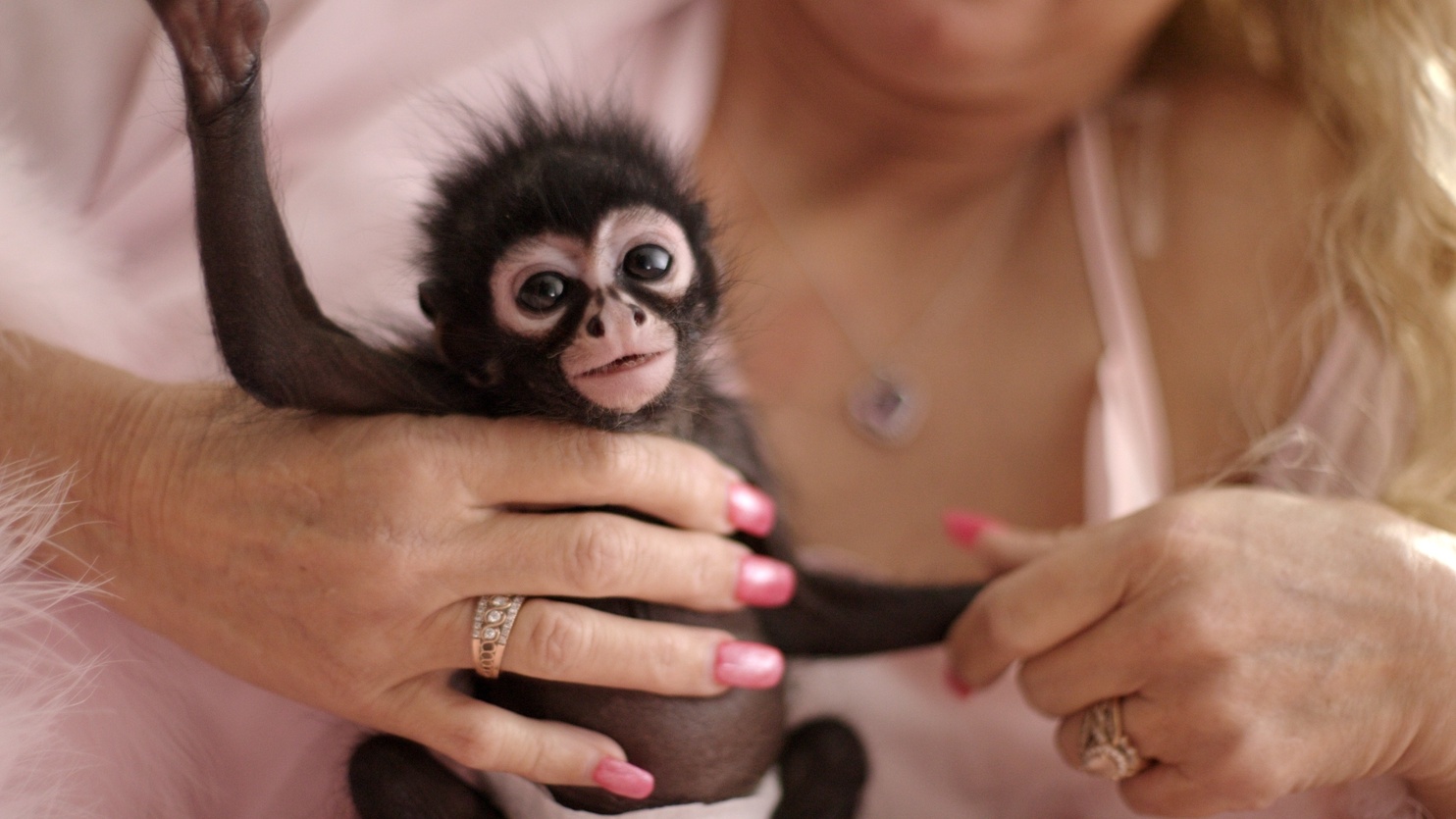 Tonia Haddix holds a baby chimpanzee in her hand in Chimp Crazy