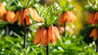 Orange Fritillaria flower in spring