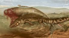 Artist drawing of the prehistoric crocodile attacking the sea cow in shallow water, while a tiger shark waits in the background.