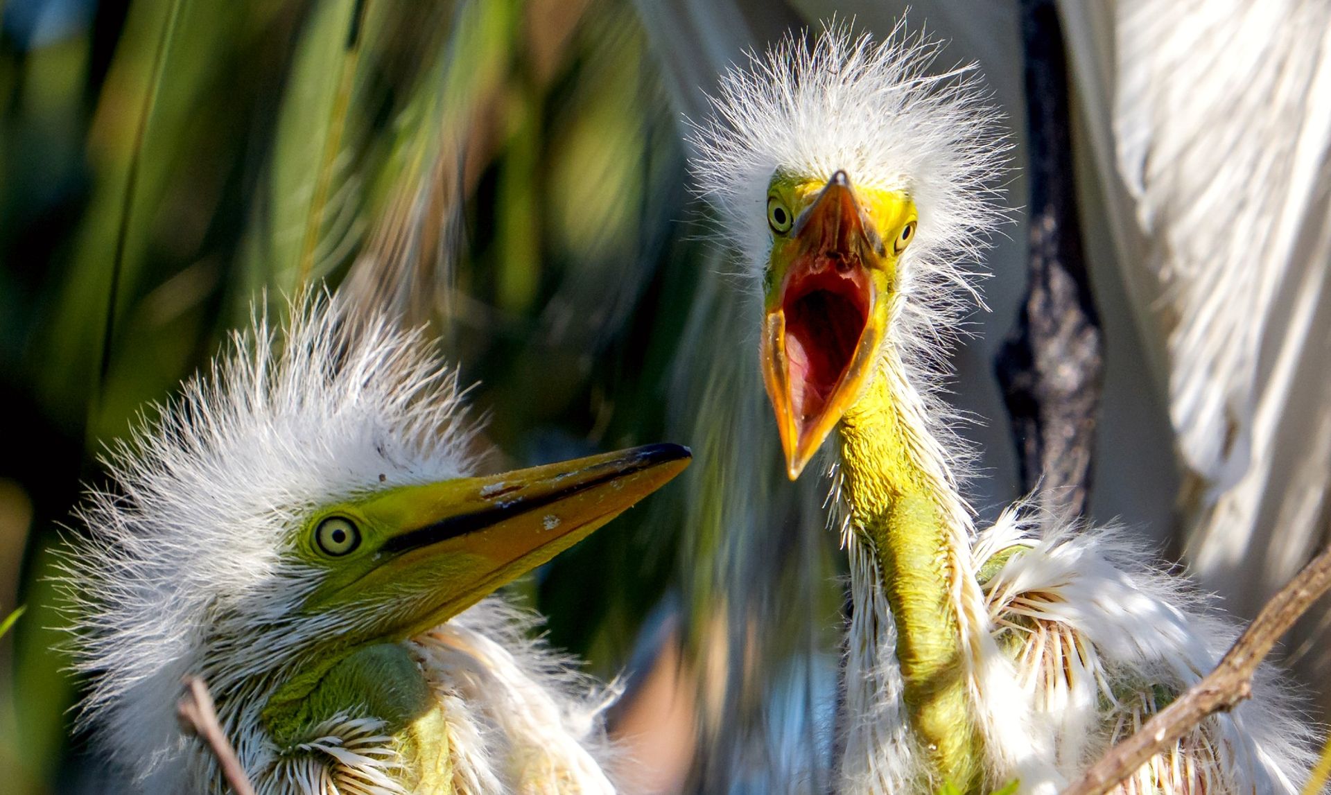 
                                Two great egret chicks swallow regurgitated fish from their parents at a bird rookery in St Augustine, Florida
                            