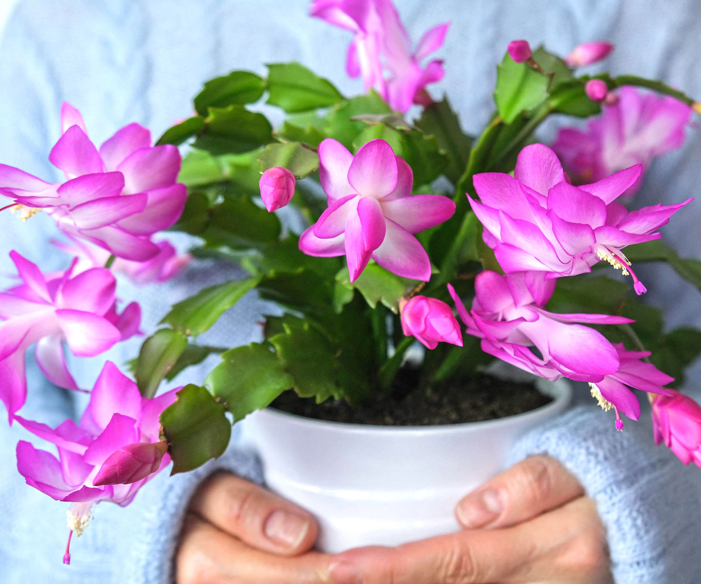 Thanksgiving cactus with bright pink flower being held by someone with pale blue sweater