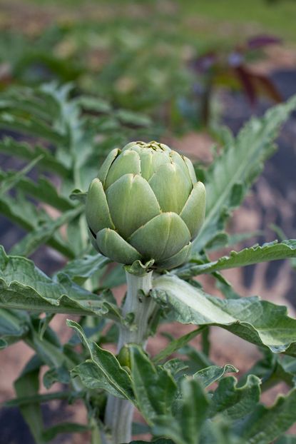 Close up of Artichoke Plant