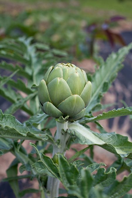 Close up of Artichoke Plant