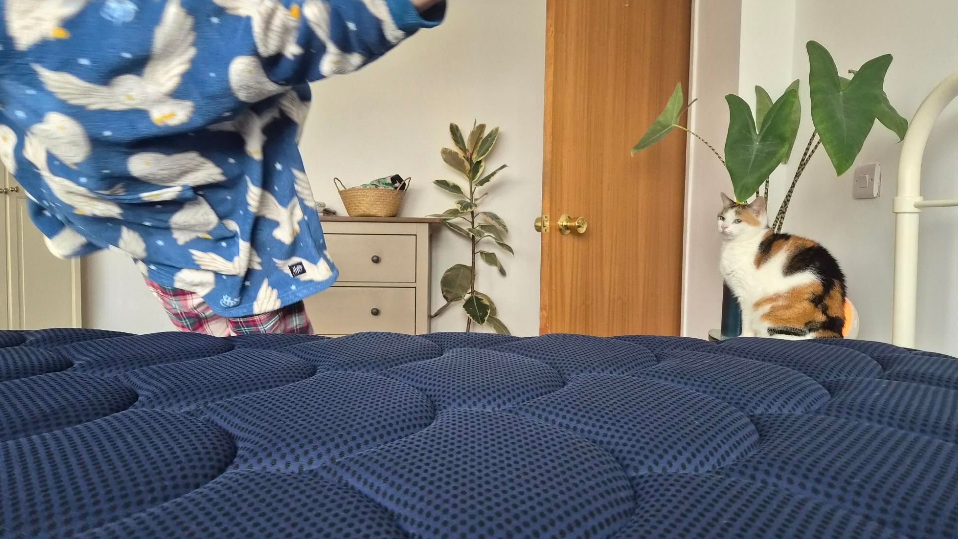 The image shows a child wearing pyjamas jumping onto a navy blue mattress. In the background, a cat sitting on a nightstand next to a green plant watches on.