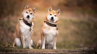 pair of Akita dogs sat together