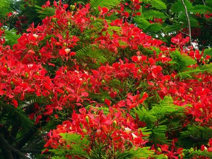 Flamboyant Flame Tree