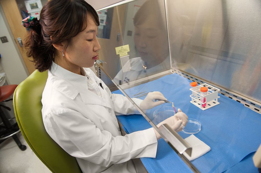 Woman injecting cells into a scaffold