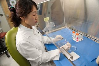 Woman injecting cells into a scaffold