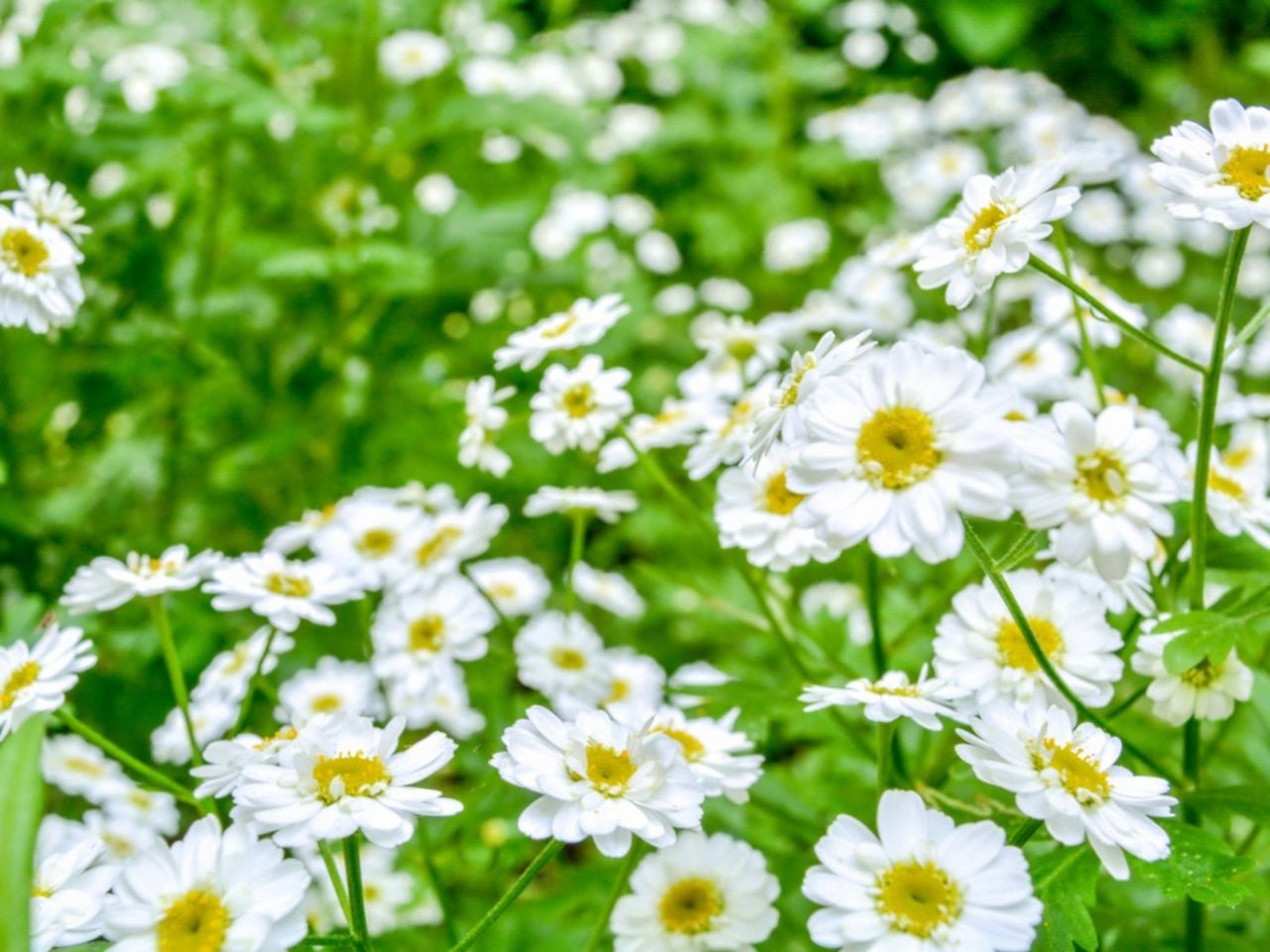 White And Yellow Pyrethrums In The Garden