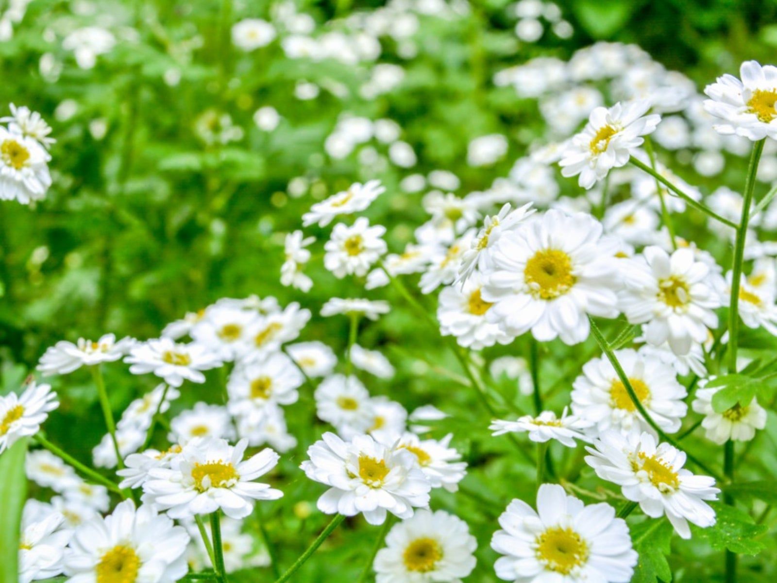 Information About Pyrethrum Insecticide - Using Natural Pyrethrum Spray ...