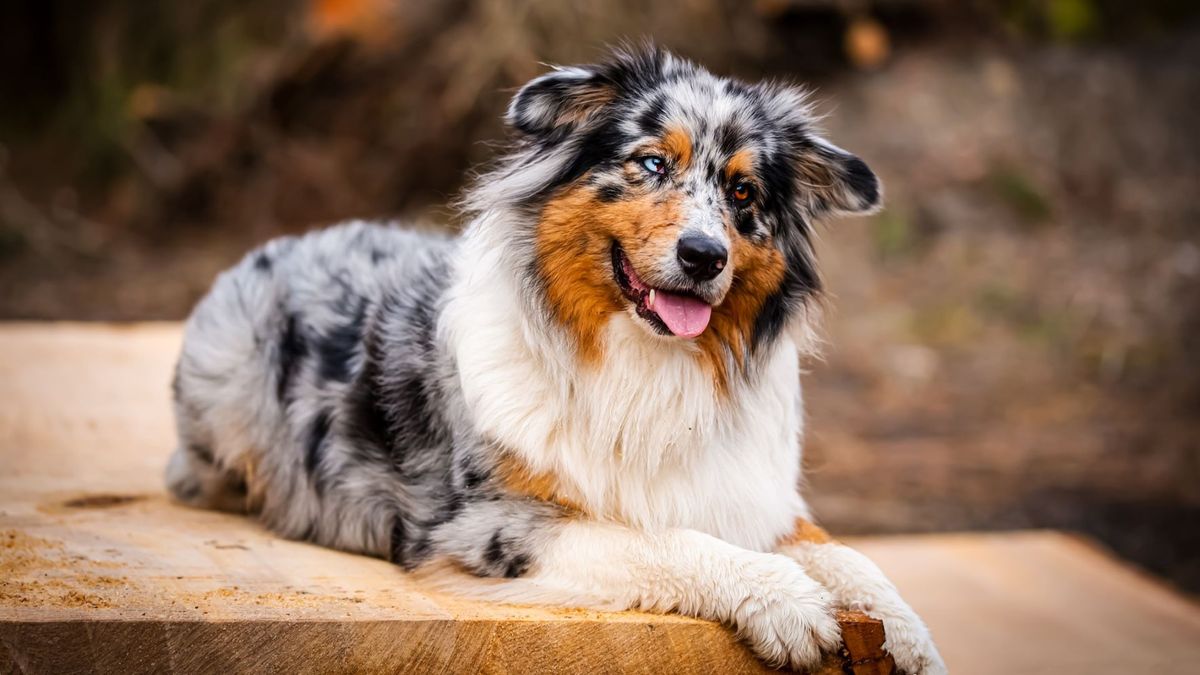 32 of the smartest dog breeds | PetsRadar