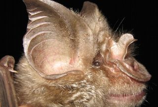 New bat species, Rhinolophus mossambicus.