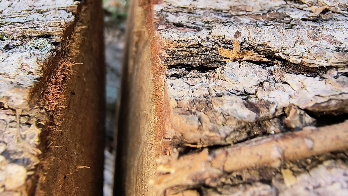 close up of tree log split section