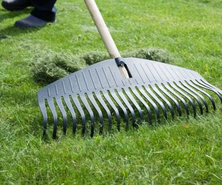 Gardener, collecting grass clippings with black plastic rake