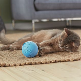 cat playing with blue coloured snack ball