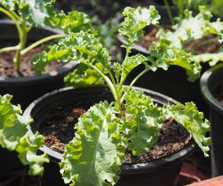 A young kale plant growing in a plastic pot