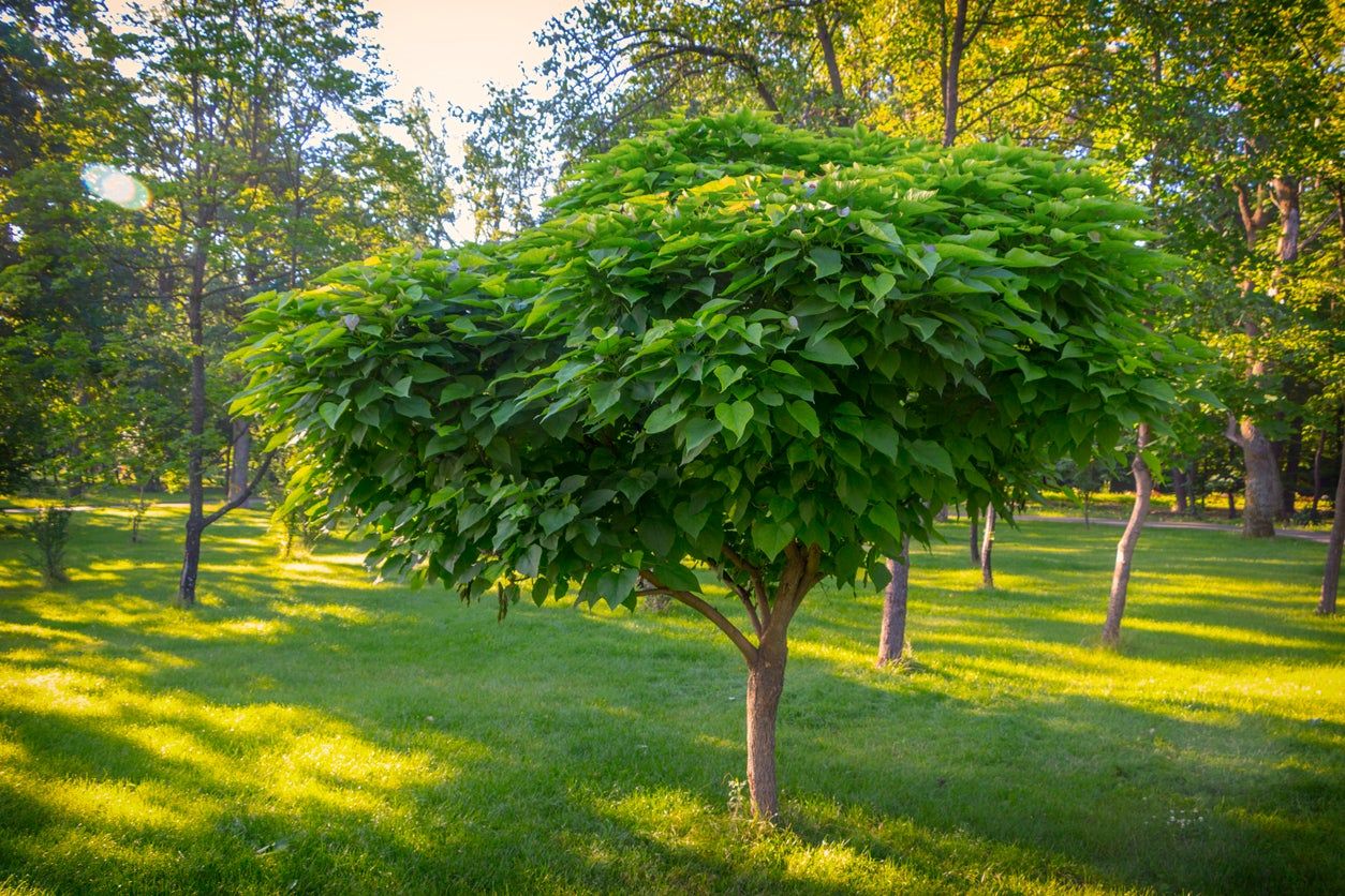 Catalpa Tree