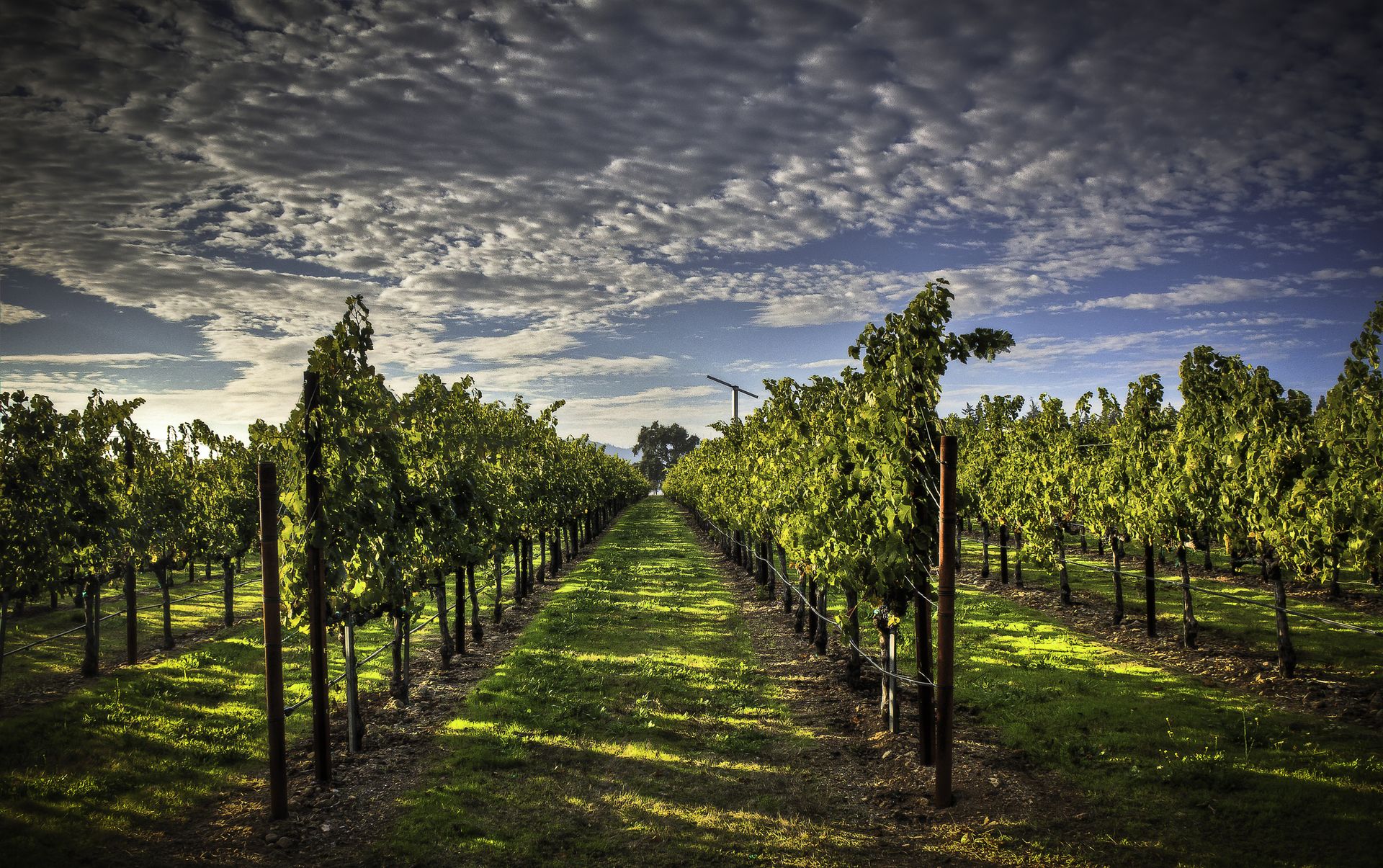 Cloud covered vineyard in Calistoga, California.