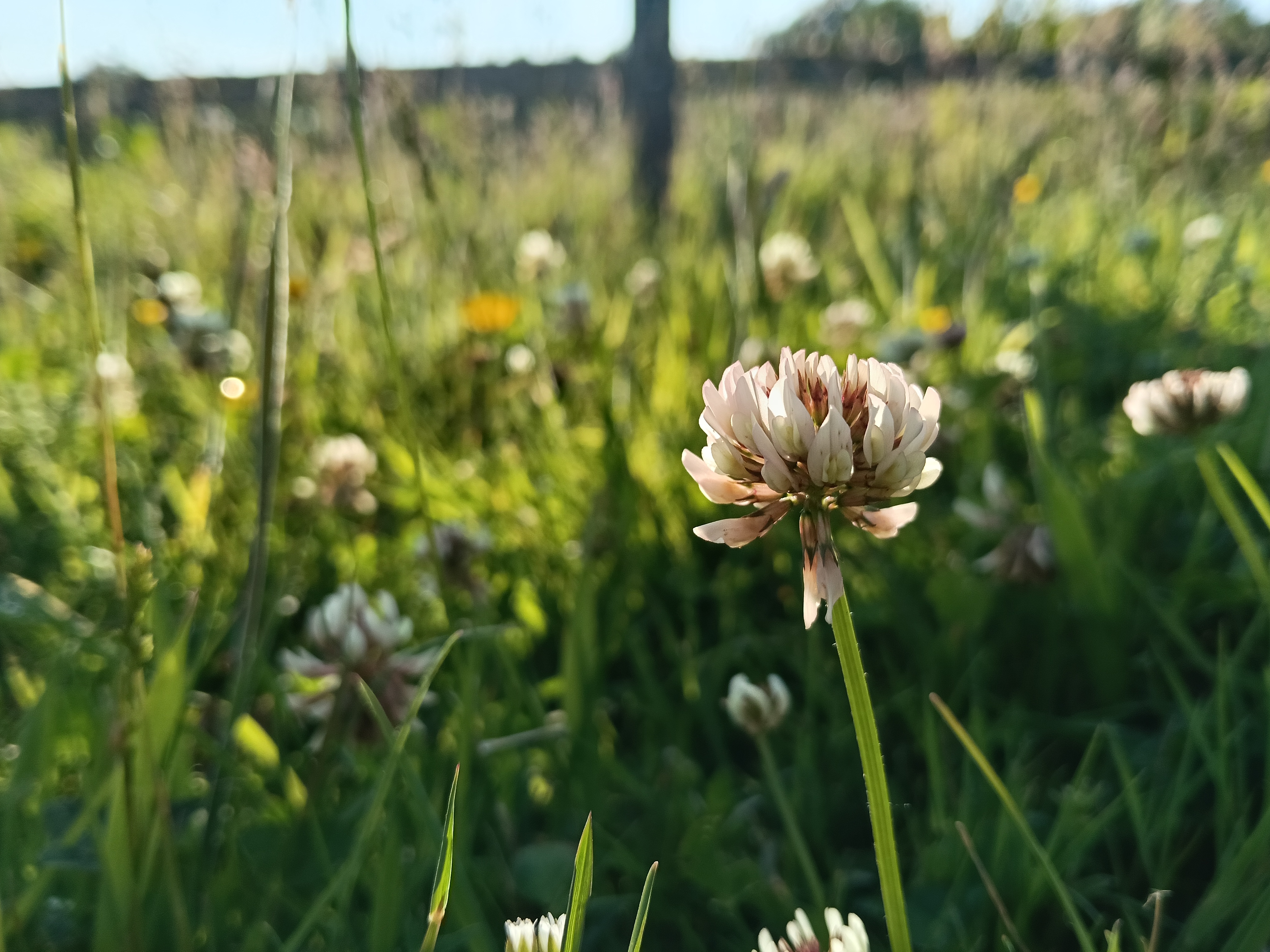 Oppo A5 5G test photo