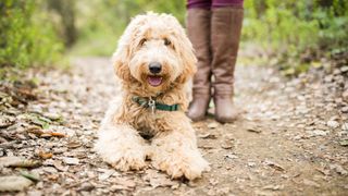 Labradoodle facts: Labradoodle sat on hiking trail