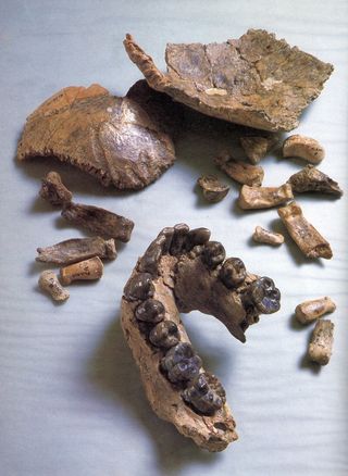 Fossils from the so-called Olduvai Hominid 7 (OH 7), a Homo habilis, including a partial lower jaw, bones of the braincase and hand bones.