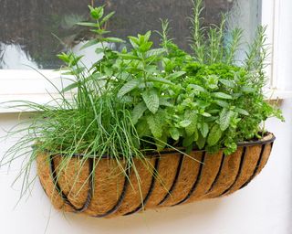 Window box herb garden