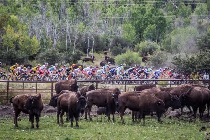 Bison along the route to the climb at Wolf Creek.
